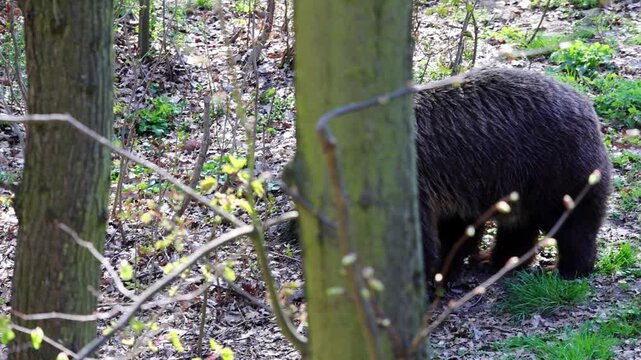 Brown bear foraging on forest floor among trees and foliage, moving through natural habitat with sunlight filtering through branches and leaves
