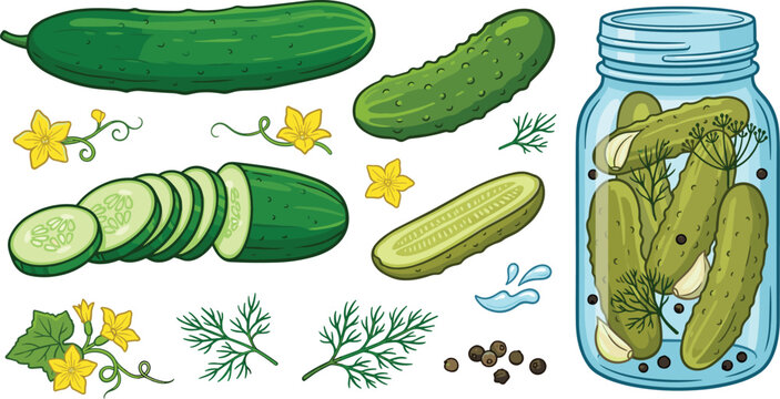 Fresh and Pickled Cucumber Vector Illustration Set with Slices Glass Mason Jar Dill Herbs Yellow Flowers and Gherkins for Food Design