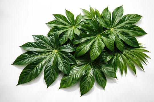Tropical aralia leaf arrangement on smooth white surface