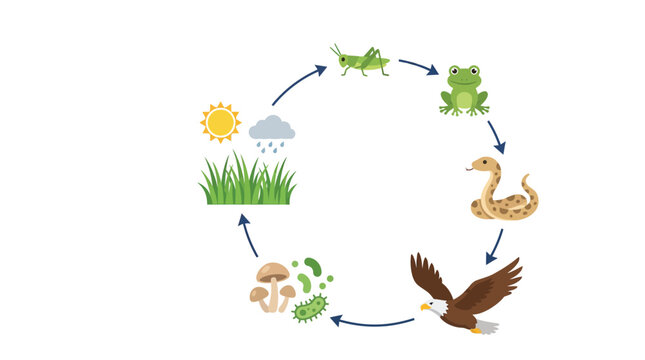 Educational diagram showing a natural food chain cycle featuring various animals and plants in nature
