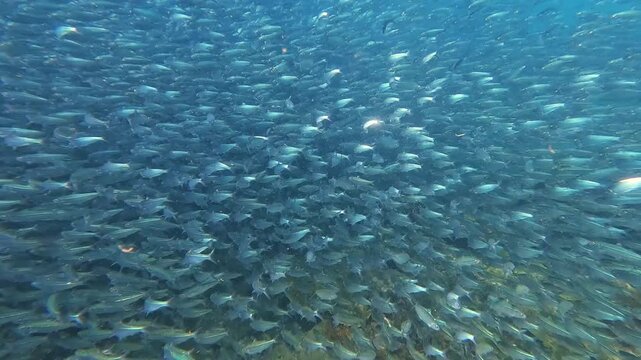 A large school of fish swims together in uniform motion. The aquatic animals move over coral reef formations in the clear blue ocean