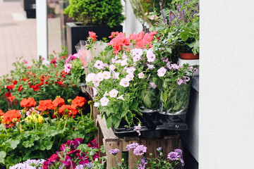 Fototapeta premium Colorful flowers in pots displayed outside garden store entrance. Spring gardening and ornamental plants concept with blooming petunias and geraniums outdoors close up background scene