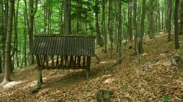 Wooden animal feeder under a roof in a deep green forest.