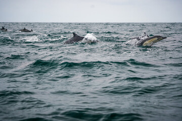 Fototapeta premium Action wildlife photograph of dolphins swimming through textured ocean waves during a marine wildlife tour near San Diego California.