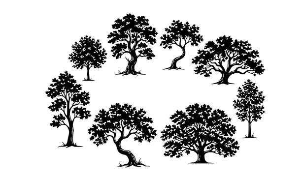 Beautiful sycamore tree silhouette vector set isolated on white for elegant forest landscape design