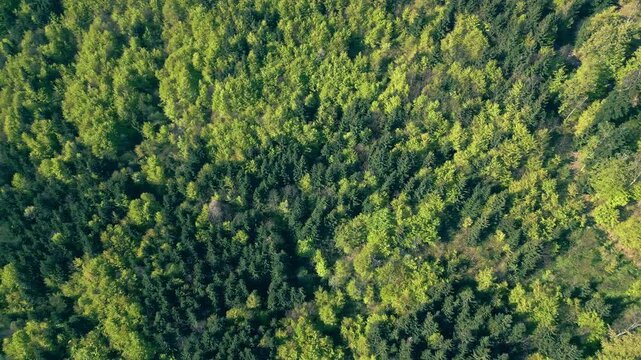 A lush forest's dense canopy stretches endlessly, offering a tranquil escape from daily life, perfect for promoting eco-tourism.