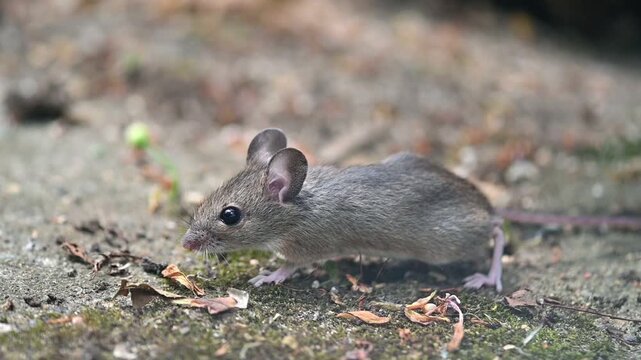 Wood Mouse (Apodemus sylvaticus) on a garden patio, apparently beathing heavily before running away. Kent, UK [Slow motion]