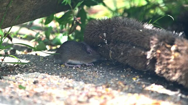 Wood Mouse (Apodemus sylvaticus) looking for seeds under a mat on a garden patio. Kent, UK [Slow motion]