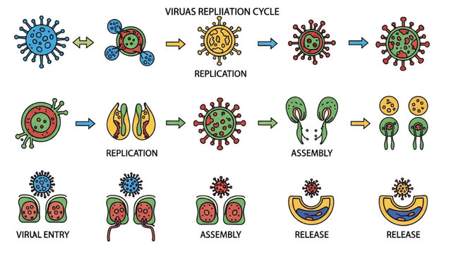 Viral Replication Cycle Vector Icon Sheet with Colorful Diagram Stages Cell Entry Synthesis and Release Microbiology Graphics Isolated Flat Icons Set