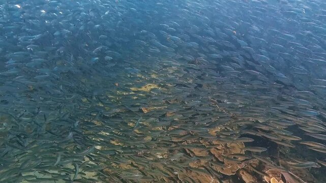 A massive school of fish swims and moves above a large coral reef. Bright sunlight streams through the clear ocean water, showing abundant marine life