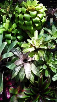 High angle view of Colorful Bromeliad Vriesea and Neoregelia in the garden