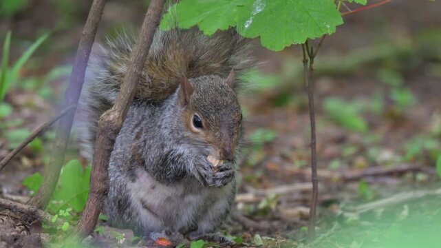 Grey Squirrel (Sciurus carolinensis) shelling and eating a peanut. May, Kent, UK [Half speed] 