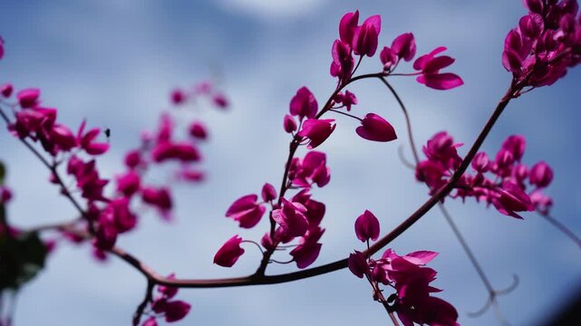 Low angle view of vibrant pink flowers in the Coral Vine Antigonon leptopus
