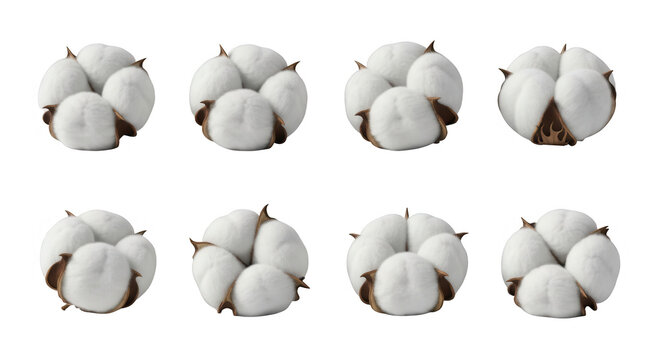 eight cotton plant fluffy bolls arranged on a white backdrop textile applications