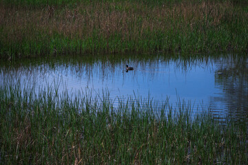 Obraz premium Wildlife bird watching, pheasants, partridges and ducks in the weeds of an overgrown pond
