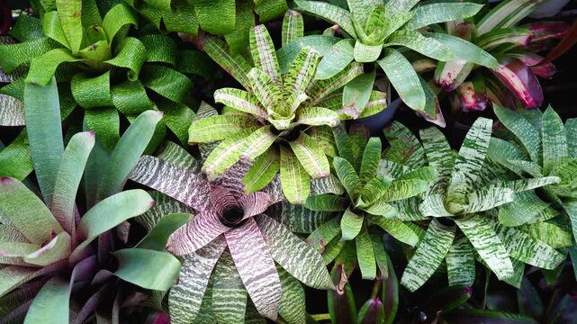 High angle view of Colorful Bromeliad Vriesea and Neoregelia in the garden