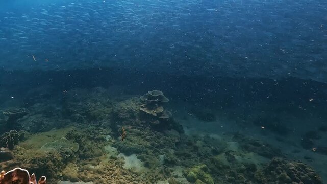 A massive school of small fish swims above a vibrant coral reef, displaying dynamic aquatic life in the clear blue ocean during daylight