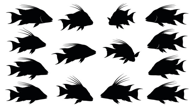  Black and white vector silhouette set of Hogfish