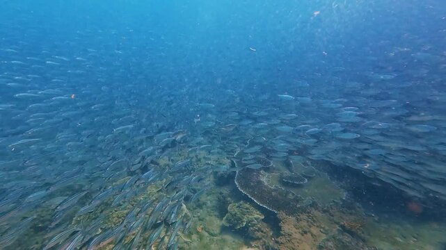 Thousands of small fish form a dense school, moving continuously above colorful coral formations in the clear, blue ocean depths