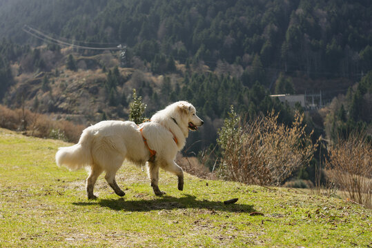 Chien Patou marchant dans un paysage de montagne &ndash; chien blanc en pleine nature