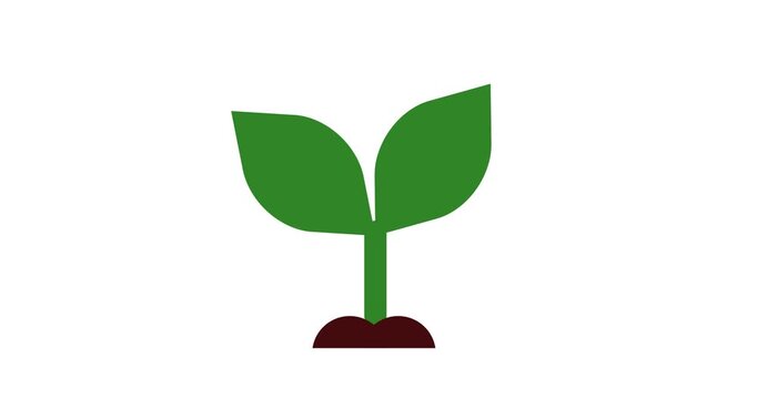 Animation of green plant shoots growing on soil