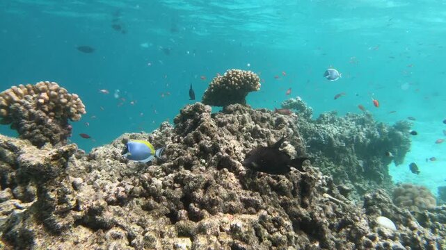 Coral reef fish are fish which live amongst or in close relation to coral reefs. Coral reefs form complex ecosystems with tremendous biodiversity. Among the myriad inhabitants	