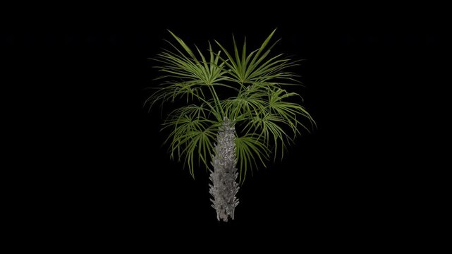 Phoenix canariensis palm tree swaying in wind realistic animation isolated on transparent background 4K