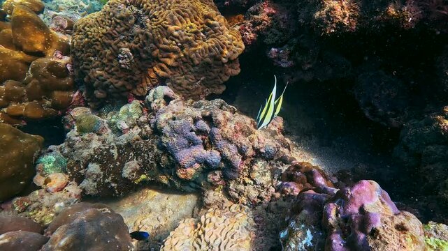 A striking Moorish Idol fish and a small black fish explore diverse corals on a vibrant tropical reef