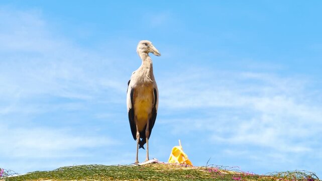 Asian openbill stork standing on straw roof against blue sky with light clouds.