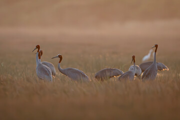 Naklejka premium January 23, 2026: A panoramic view of a flock of Red-crowned Cranes, also known as Eastern Cranes, in the Anlung Pring Conservation Area (Cambodia).
