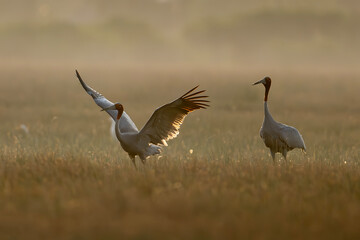 Naklejka premium January 23, 2026: A panoramic view of a flock of Red-crowned Cranes, also known as Eastern Cranes, in the Anlung Pring Conservation Area (Cambodia).