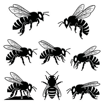 Black and white vector silhouette set of Africanized bee