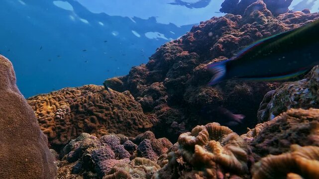 Fish navigate a rich coral reef habitat, moving around diverse marine life in the clear blue ocean. Sunlight filters down from the surface