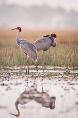 Naklejka premium January 23, 2026: A panoramic view of a flock of Red-crowned Cranes, also known as Eastern Cranes, in the Anlung Pring Conservation Area (Cambodia).