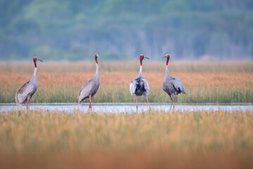 Fototapeta premium January 23, 2026: A panoramic view of a flock of Red-crowned Cranes, also known as Eastern Cranes, in the Anlung Pring Conservation Area (Cambodia).