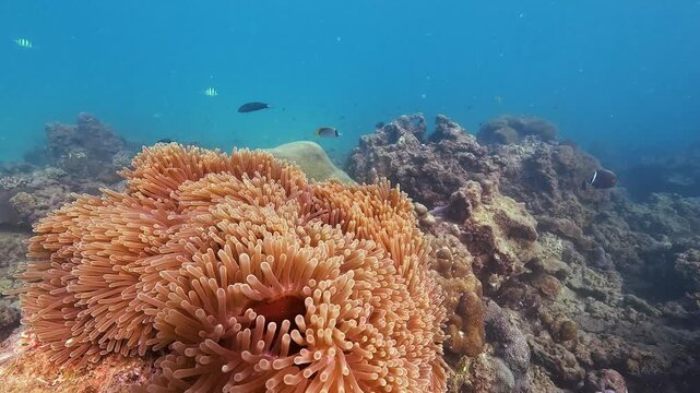 A large sea anemone thrives on a rich coral reef ecosystem. Observe its tentacles moving with subtle currents as small fish swim past in the sunlit ocean
