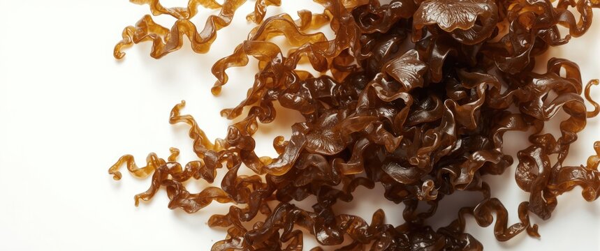 bright white backdrop with detailed sea grape seaweed grain and high key illumination