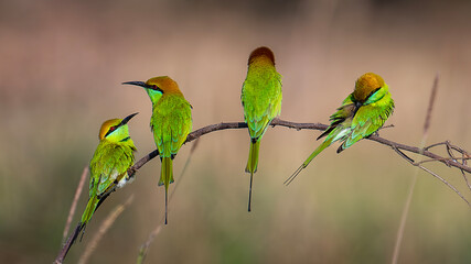 Obraz premium Bee-eater bird perched on a branch in a city park in Ho Chi Minh City, Vietnam.