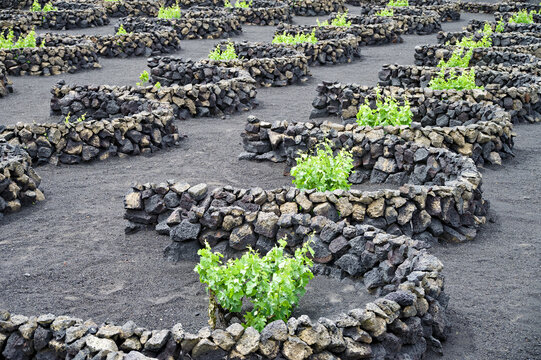 Traditional winegrowing on Lanzarote