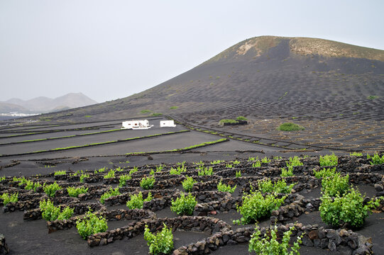 Traditional winegrowing on Lanzarote