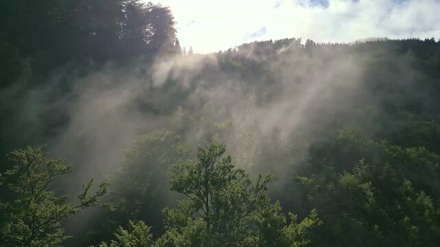 A serene aerial view of a lush, green forest enveloped in mist, with sunlight filtering through the clouds, creating a tranquil and ethereal atmosphere.