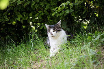 Fototapeta premium chat qui pose sur le gazon