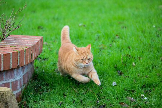 chat qui cour