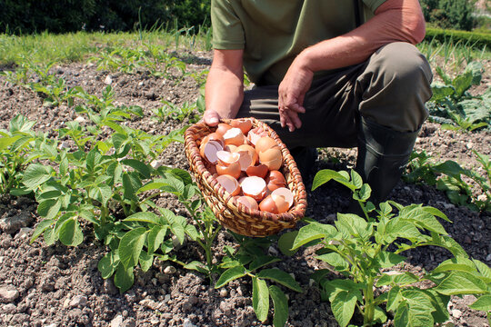 Un jardinier dispose des coquilles d&rsquo;&oelig;ufs &eacute;cras&eacute;es en petits morceaux autour des pieds de ses plantes afin de repousser les limaces et les escargots au potager.