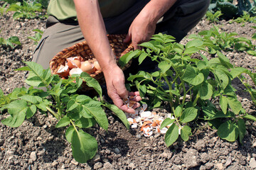 Fototapeta premium Un jardinier dispose des coquilles d’œufs écrasées en petits morceaux autour des pieds de ses plantes afin de repousser les limaces et les escargots au potager.