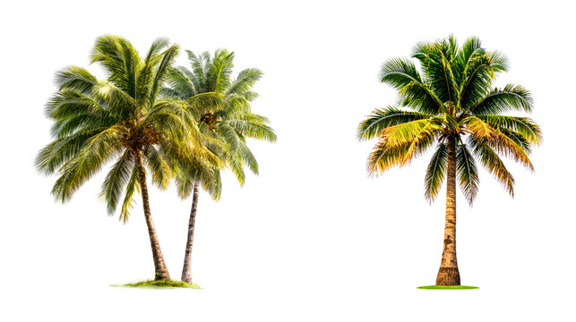 Two palm trees on a white background one pair and one single tree clipping path coconut tree design element organic shape tropical vacation botanical isolated paradise environment
