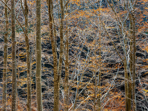 Autumn forest with bare trunks and orange leaves reflecting in dark waters of an ephemeral lake, nature tourism destination, Resia Valley, Julian Alps, Friuli Venezia Giulia, Italy.