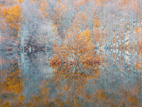 Autumn tree reflects in an ephemeral lake, capturing the serene spirit of nature tourism in the Resia Valley, Julian Alps, Friuli Venezia Giulia, Italy.