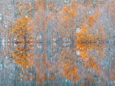 Autumn forest with orange foliage reflects in an ephemeral lake, showcasing a seasonal tourism destination in the Resia Valley, Julian Alps, Friuli Venezia Giulia, Italy.