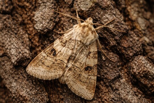 Sharp close up of a light beige Apamea crenata moth on coarse bark texture